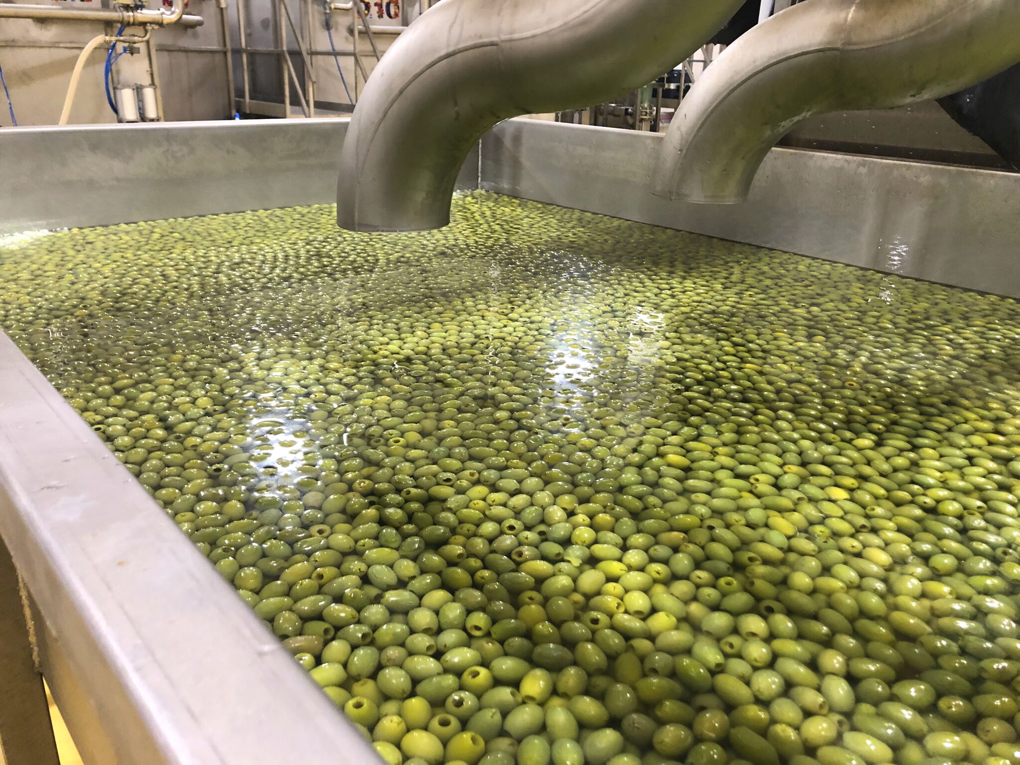 Trattamento e trasferimento di olive da tavola